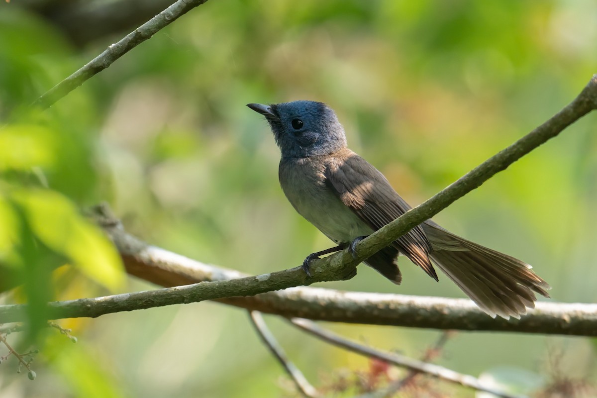 Black-naped Monarch - ML617292828