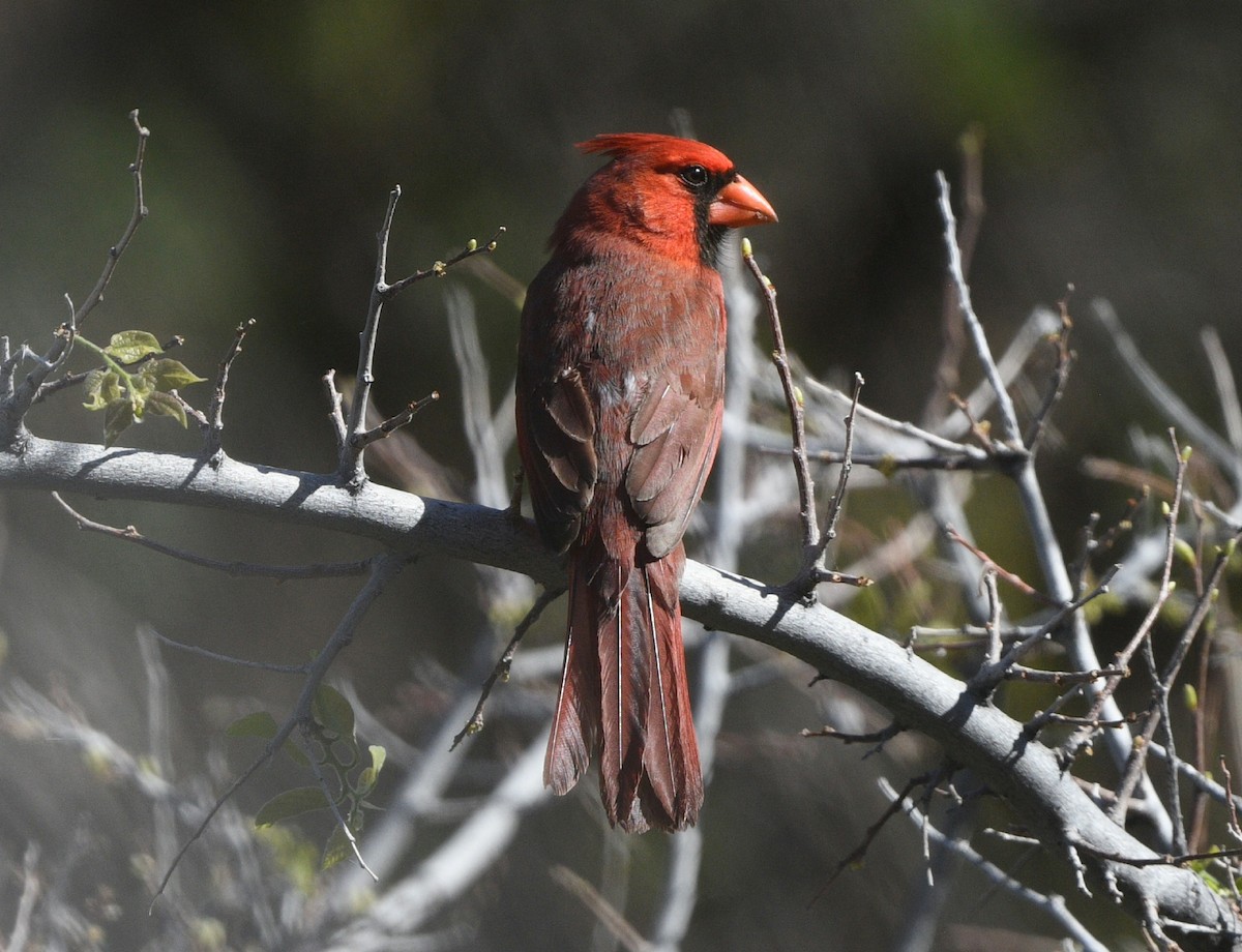 Northern Cardinal - Elizabeth Hawkins