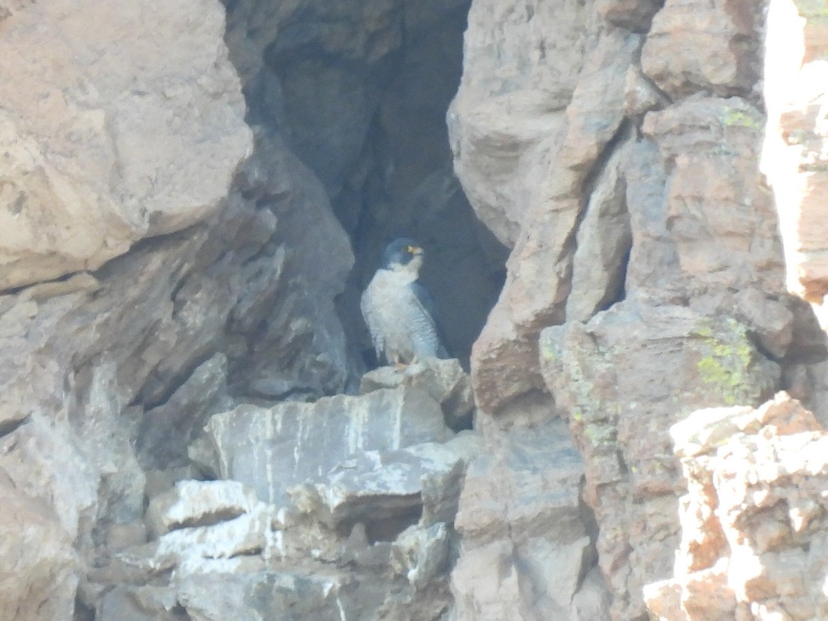 Peregrine Falcon - ML617292859