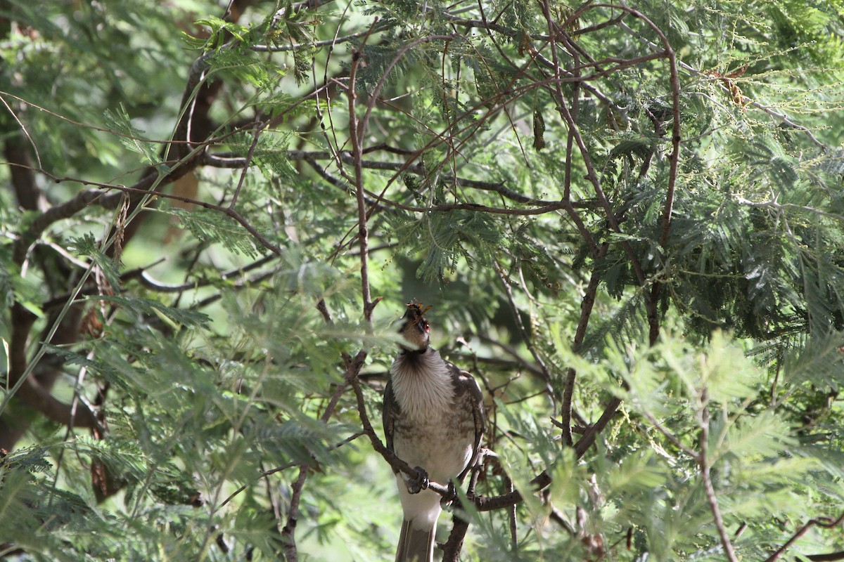 Noisy Friarbird - ML617292891