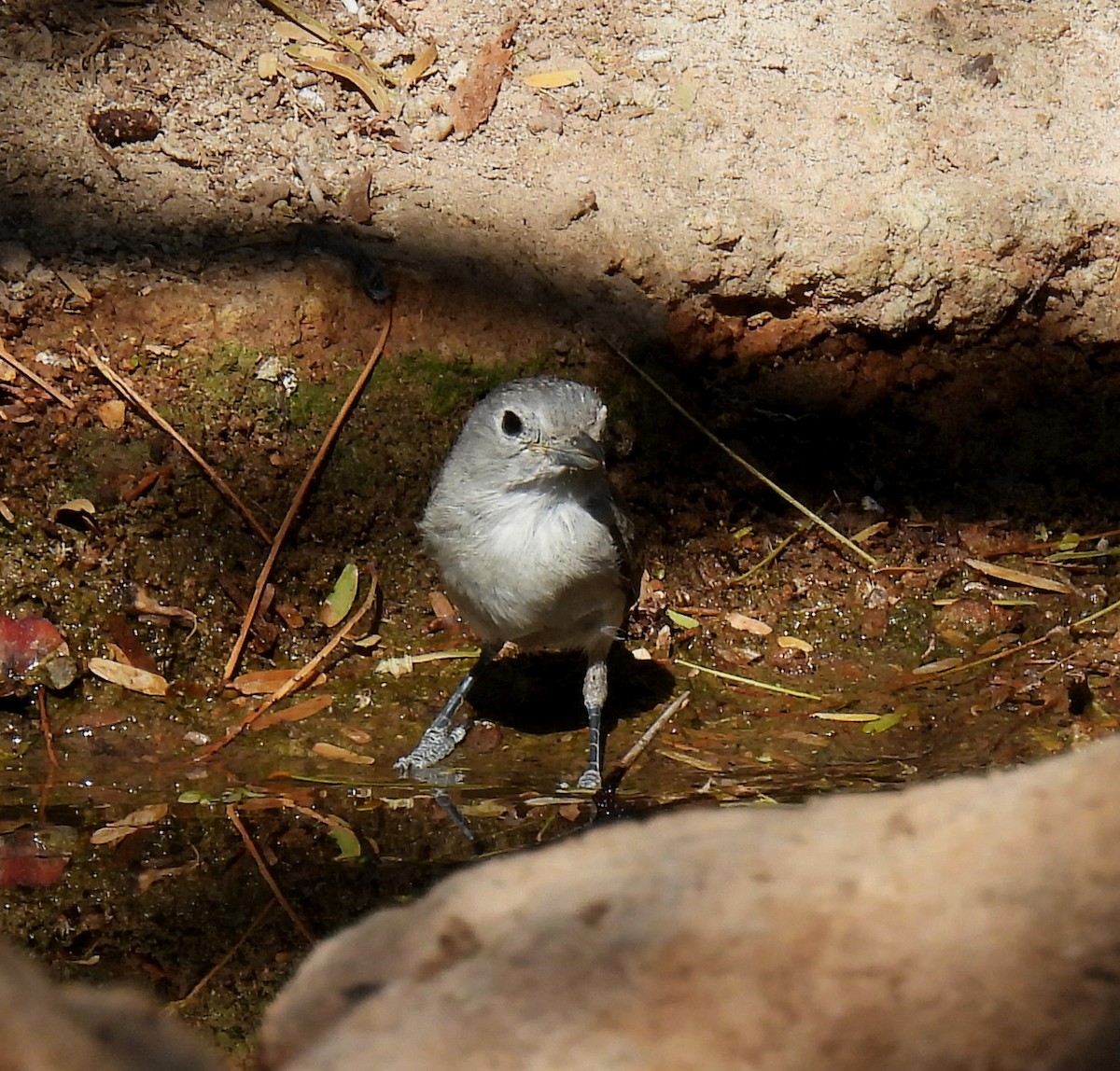 Gray Vireo - Mary Tannehill