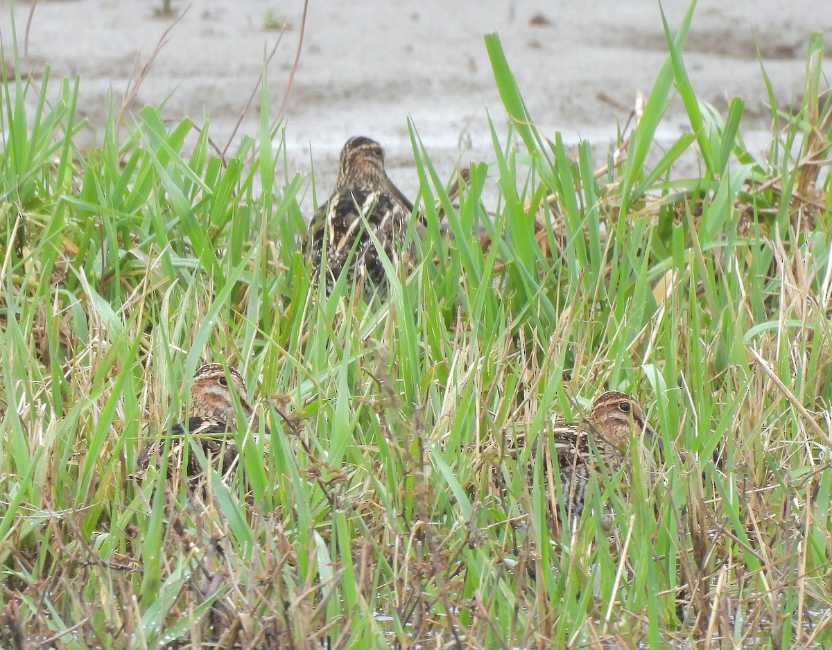 Wilson's Snipe - ML617292958