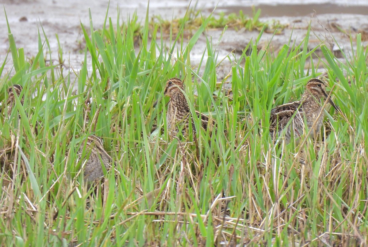 Wilson's Snipe - ML617292960