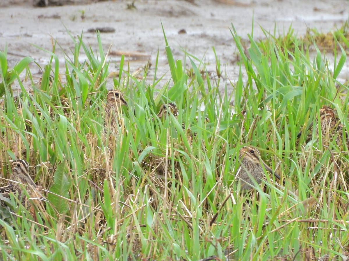 Wilson's Snipe - ML617292961