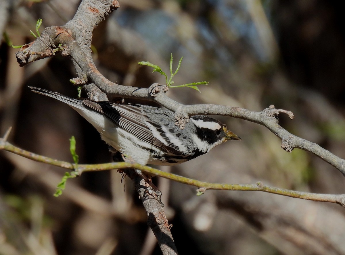 Black-throated Gray Warbler - ML617292962