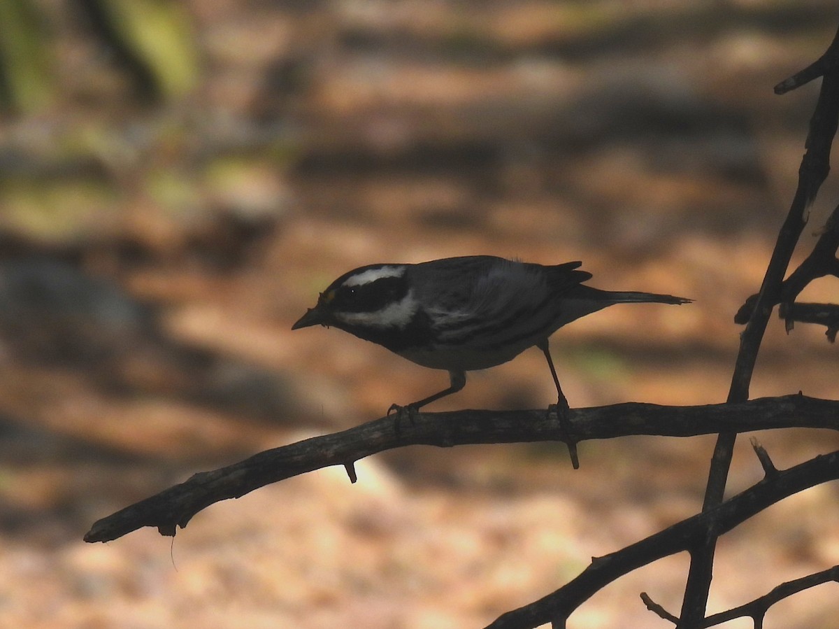 Black-throated Gray Warbler - ML617292963