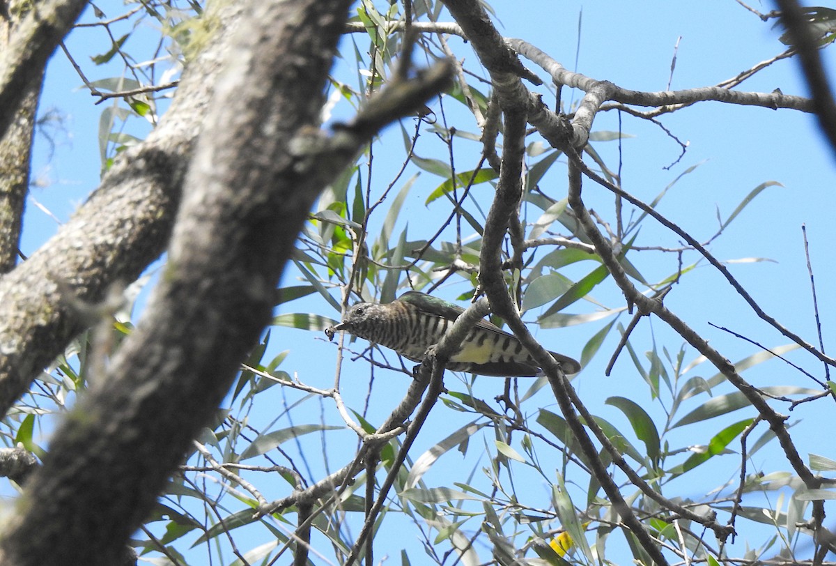 Shining Bronze-Cuckoo - ML617292974