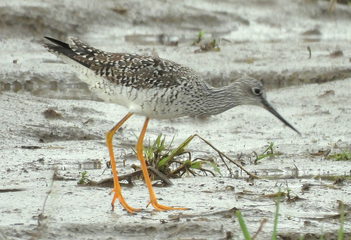 Greater Yellowlegs - J. Kyron Hanson