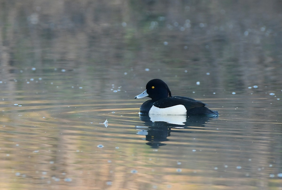 Tufted Duck - ML617293011