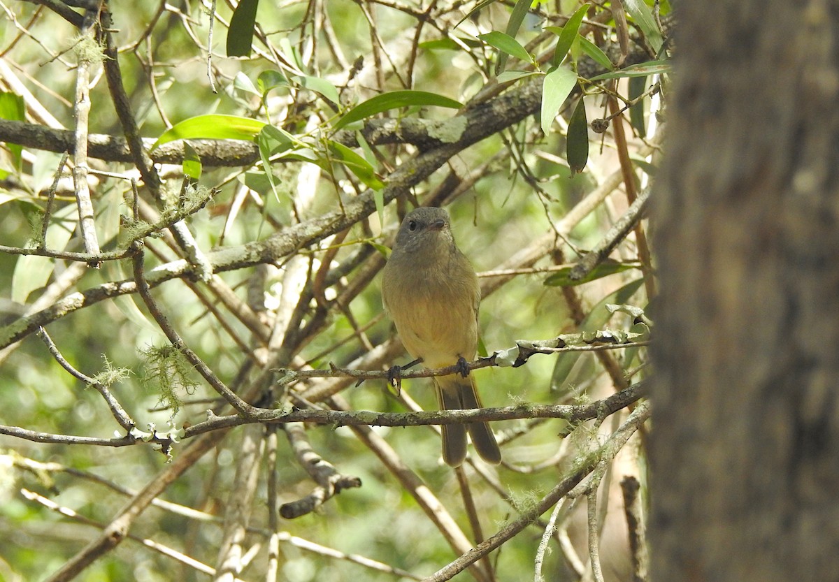 Golden Whistler - Marie Tarrant