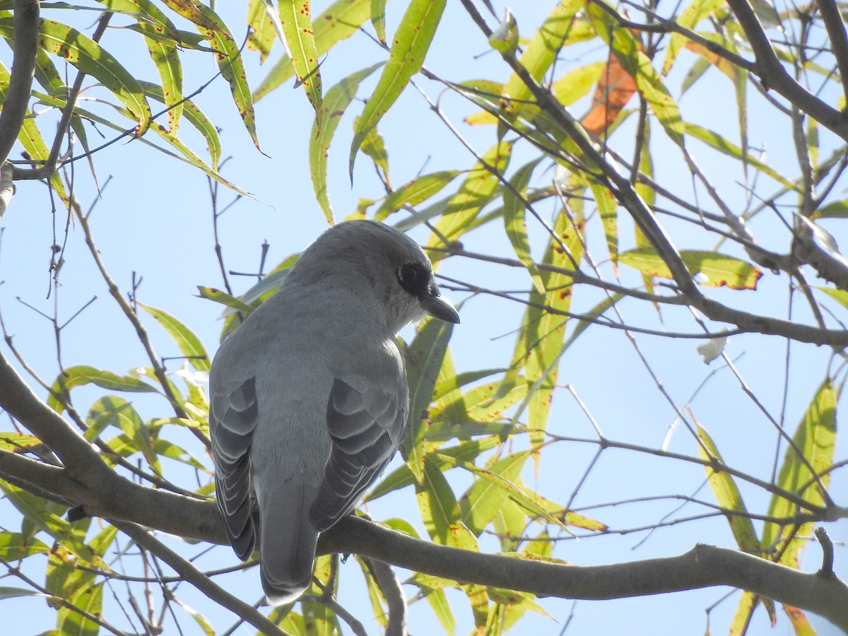 White-bellied Cuckooshrike - ML617293079