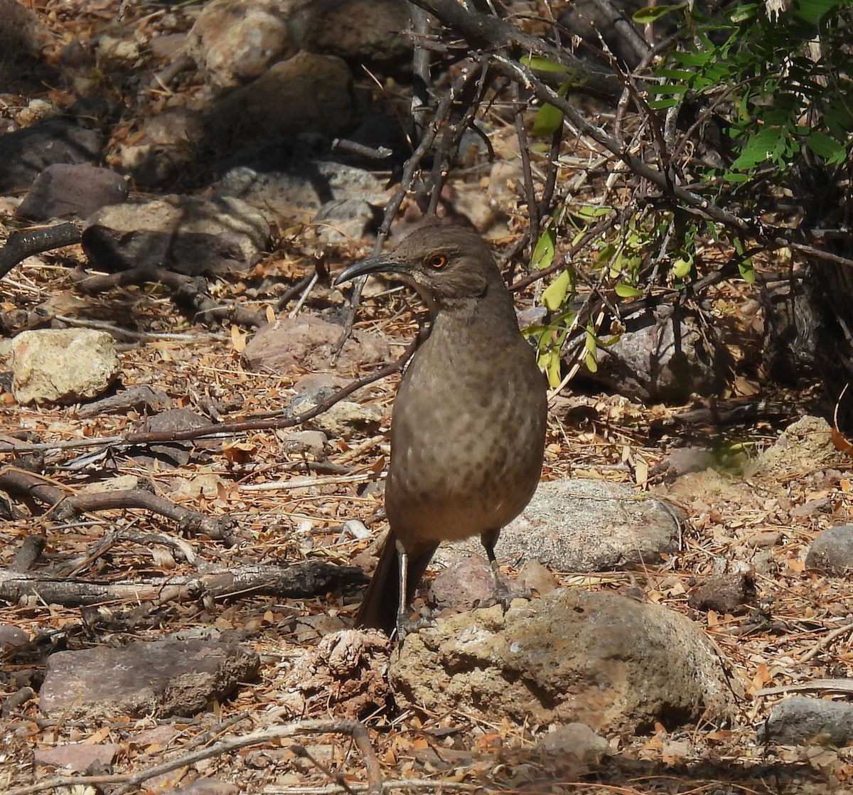 Curve-billed Thrasher - Mary Tannehill