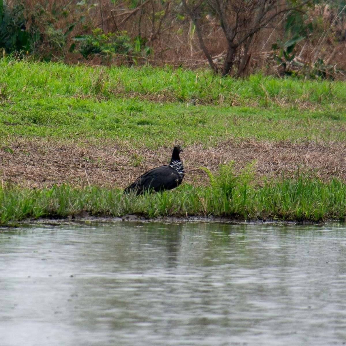 Horned Screamer - ML617293111