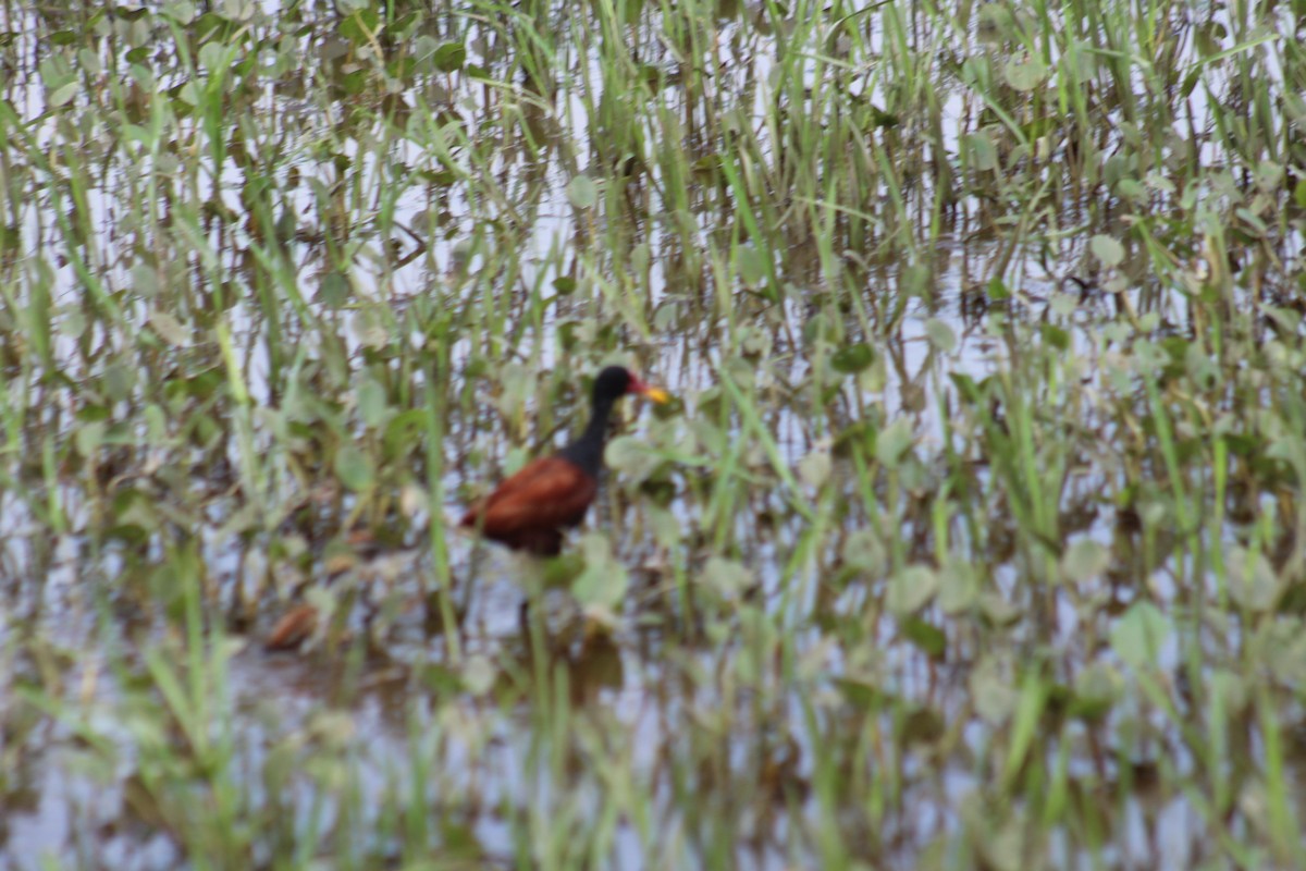 Wattled Jacana - Andrés Guerrero