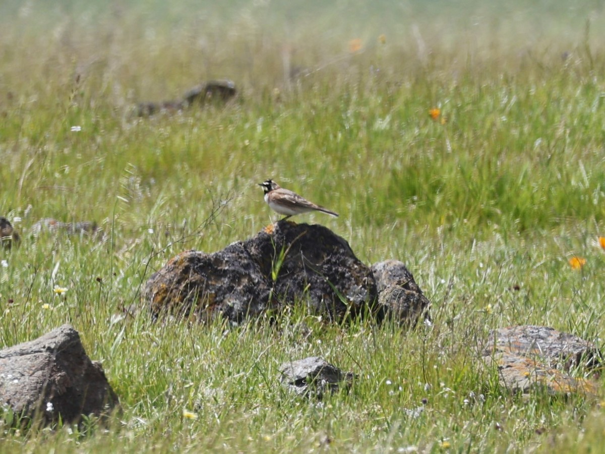 Horned Lark - ML617293122