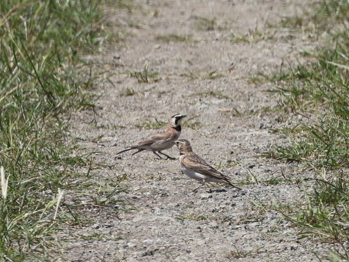 Horned Lark - ML617293125