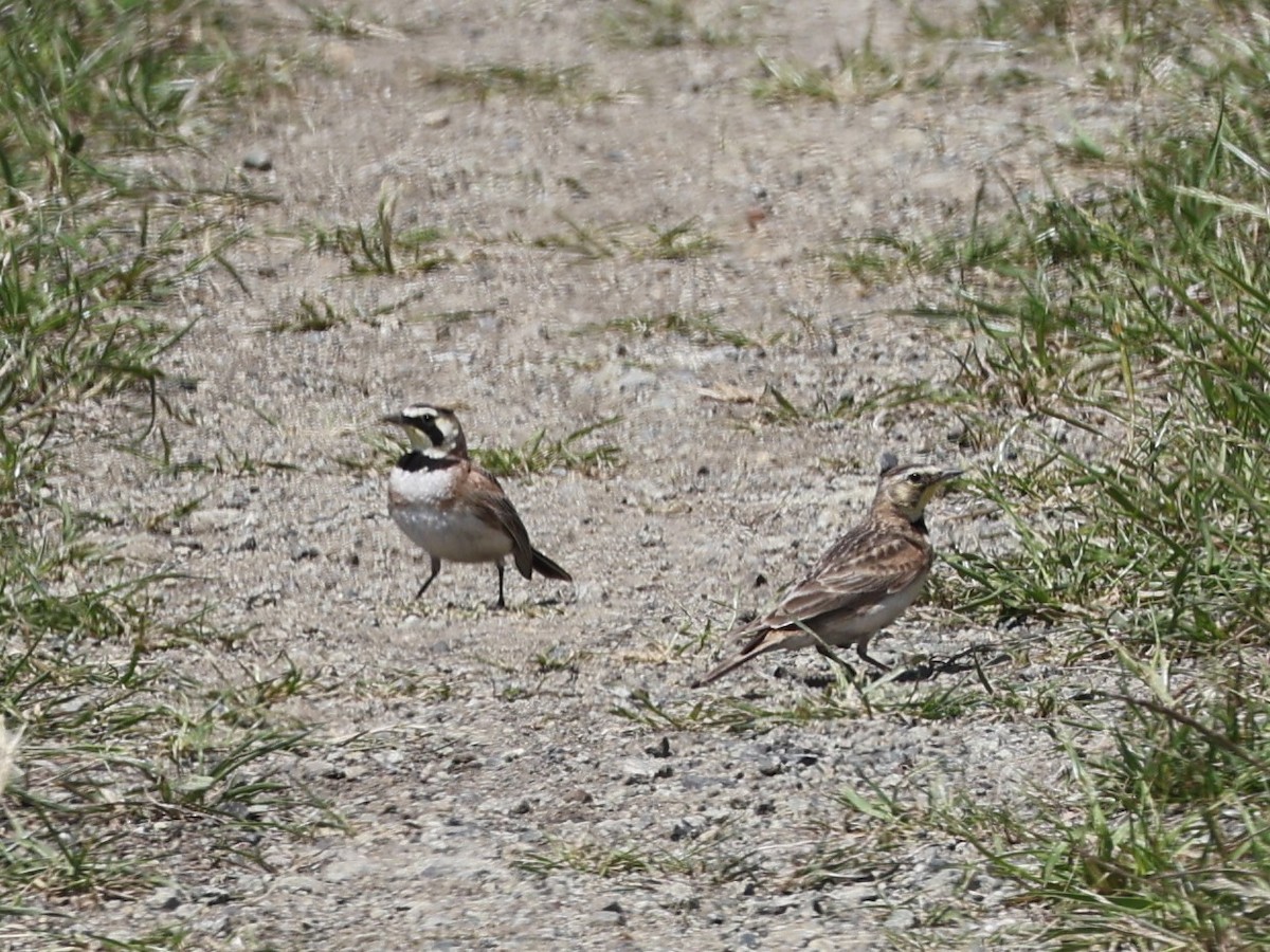 Horned Lark - ML617293126