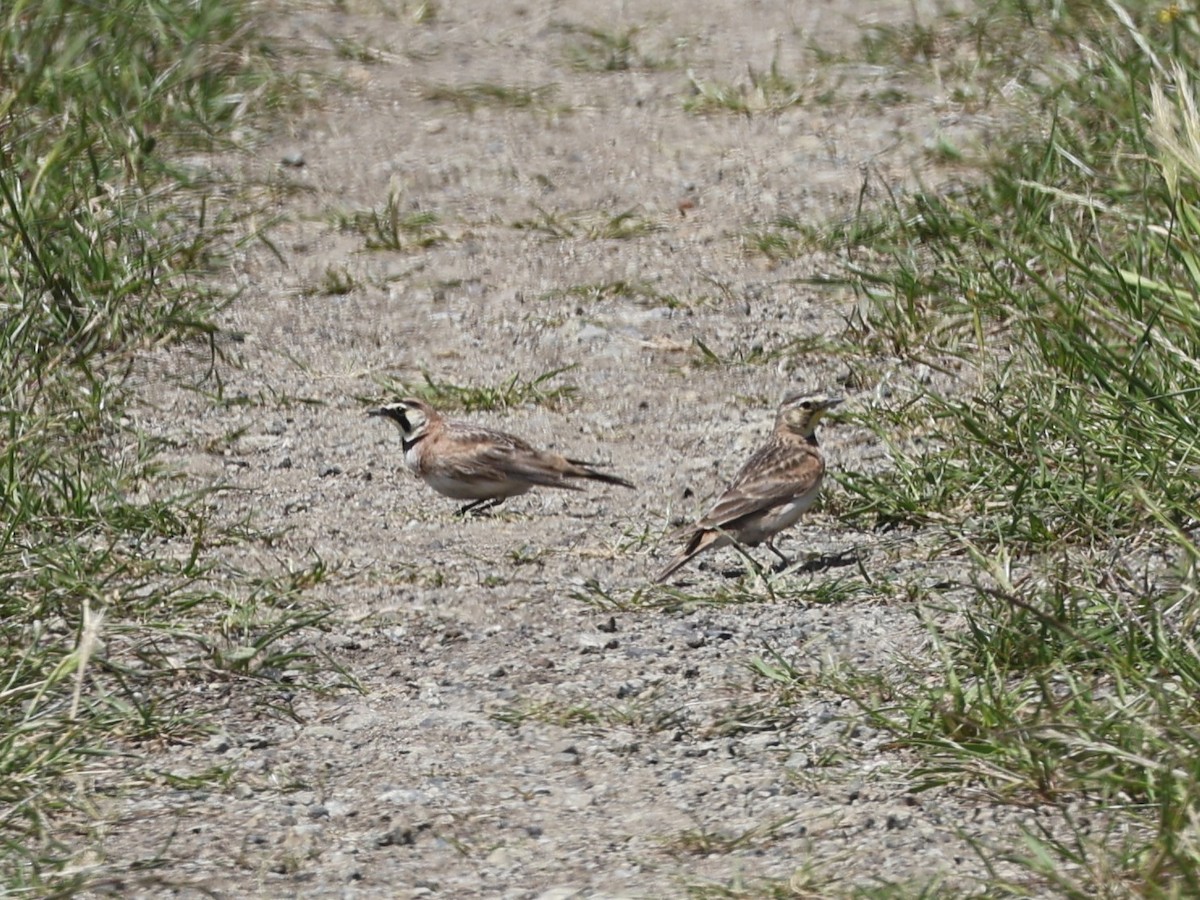 Horned Lark - Brian Ahern