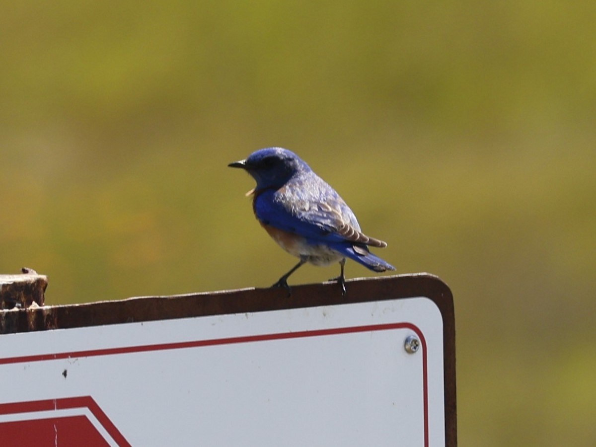 Western Bluebird - Brian Ahern