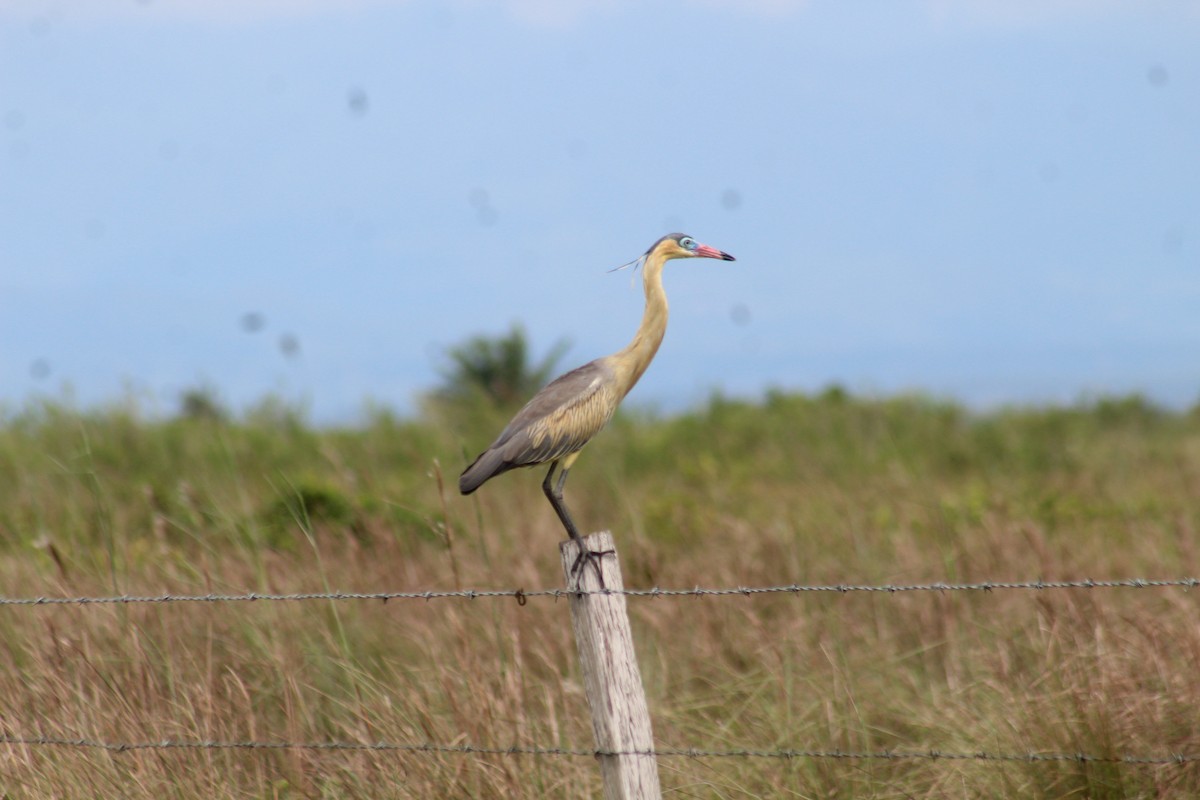 Whistling Heron - ML617293147