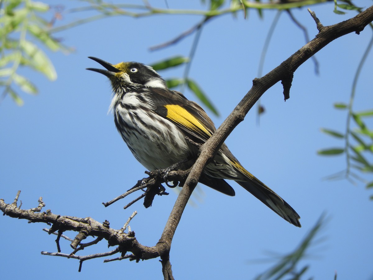 New Holland Honeyeater - ML617293152