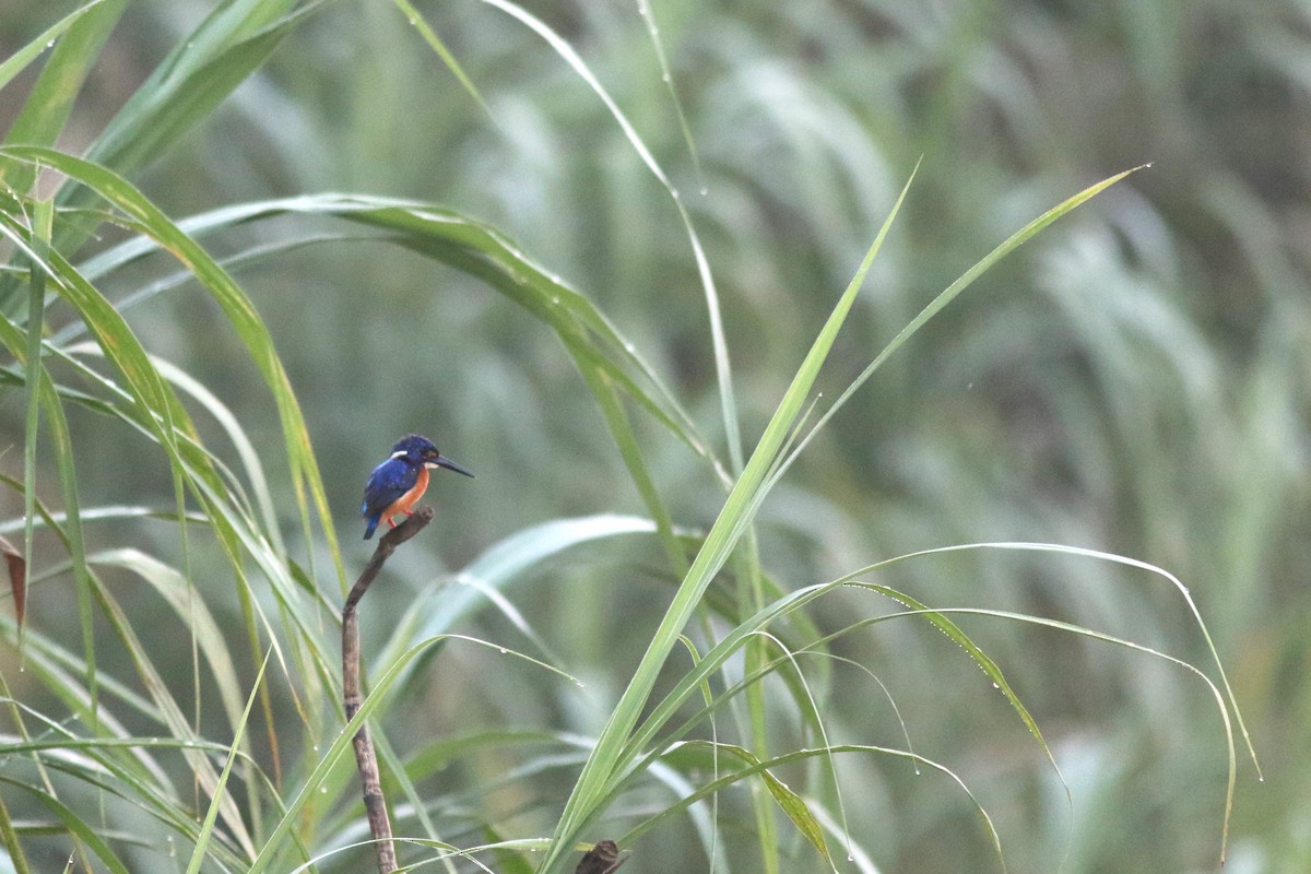 Blue-eared Kingfisher - Yousif Attia