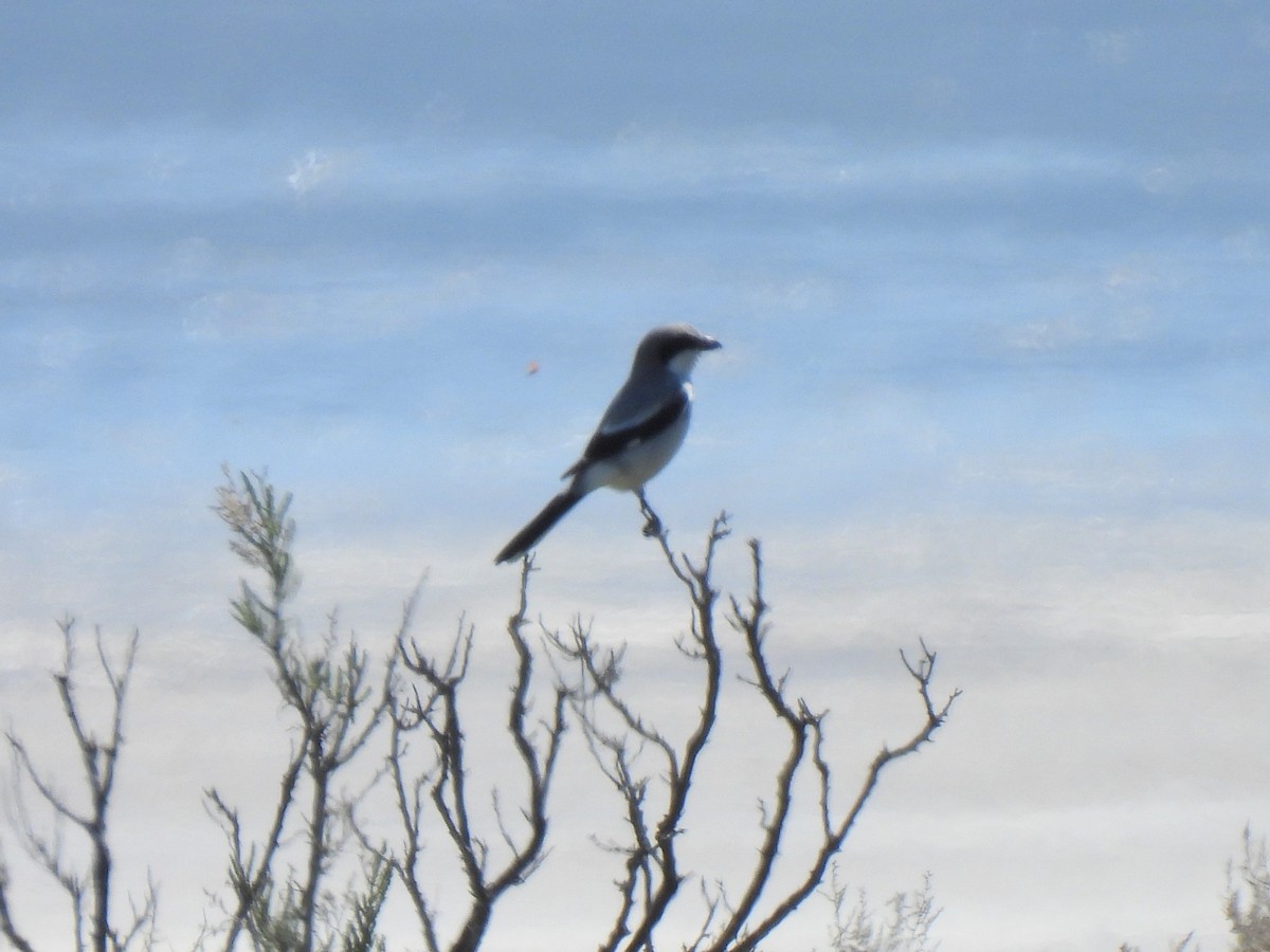 Loggerhead Shrike - ML617293206