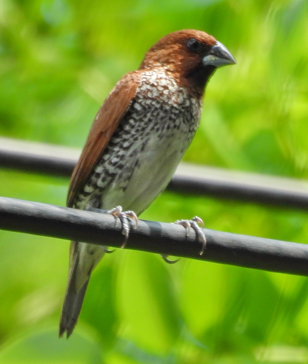 Scaly-breasted Munia - Barbara Dye