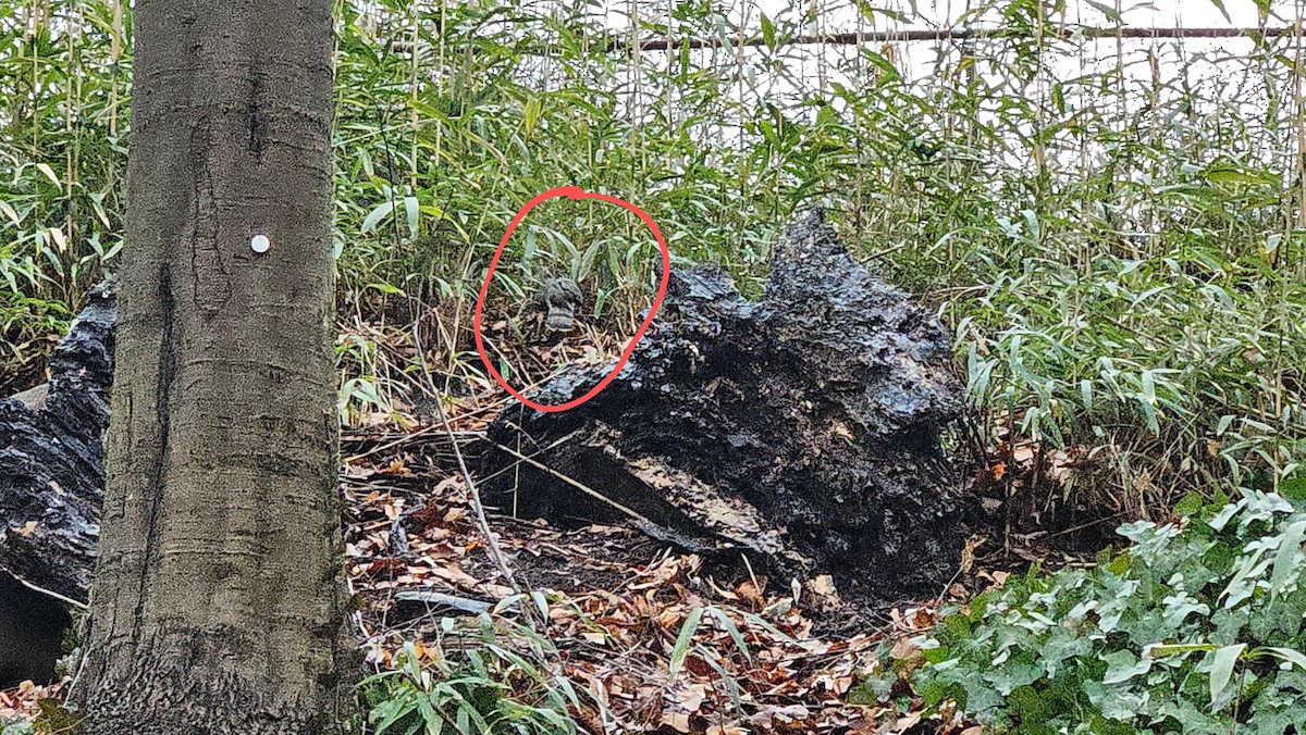 Cooper's Hawk - ML617293210