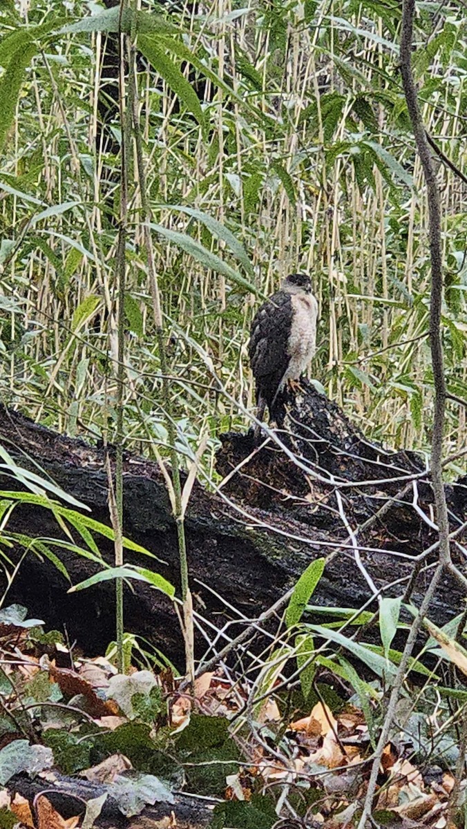 Cooper's Hawk - ML617293212