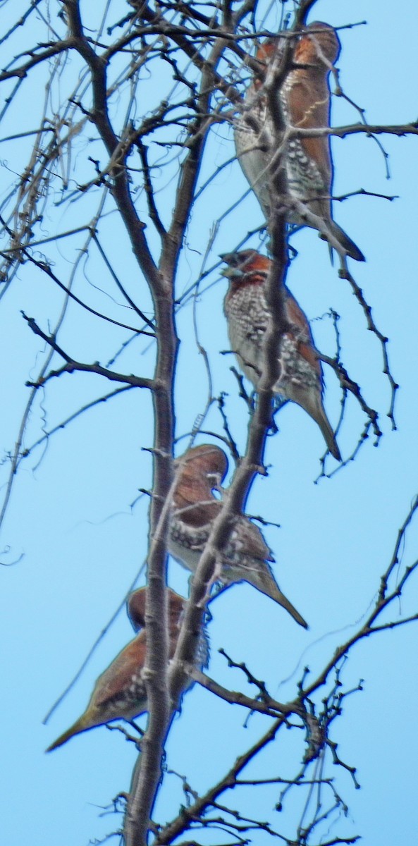 Scaly-breasted Munia - Barbara Dye