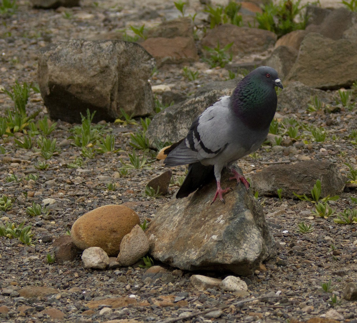 Rock Pigeon (Feral Pigeon) - ML617293217