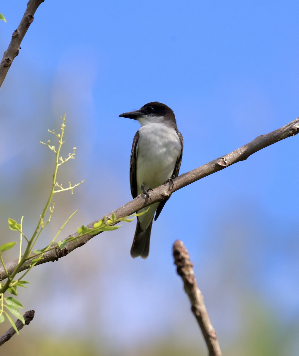 Giant Kingbird - Cheryl Rosenfeld