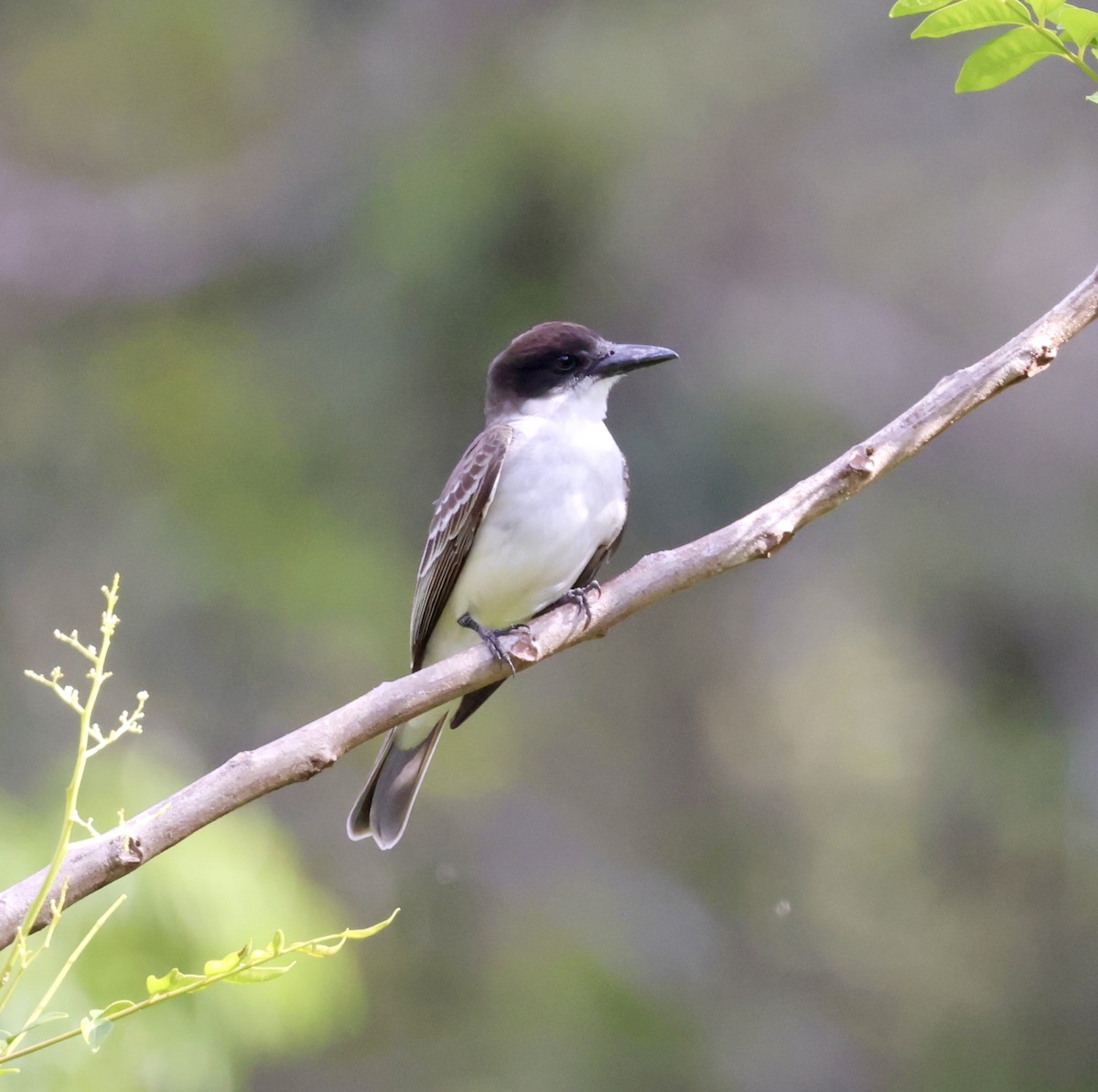 Giant Kingbird - Cheryl Rosenfeld