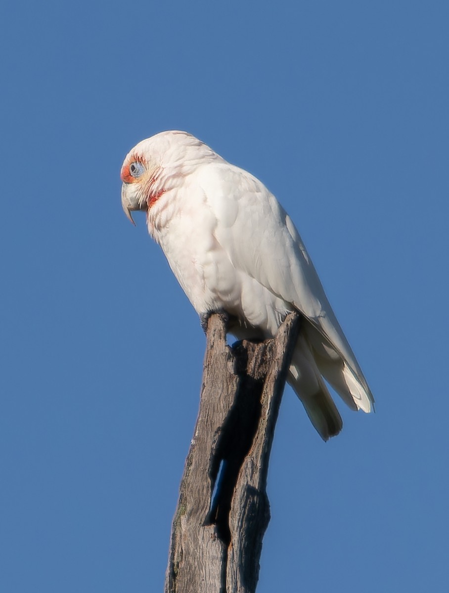 Long-billed Corella - Martin Potter