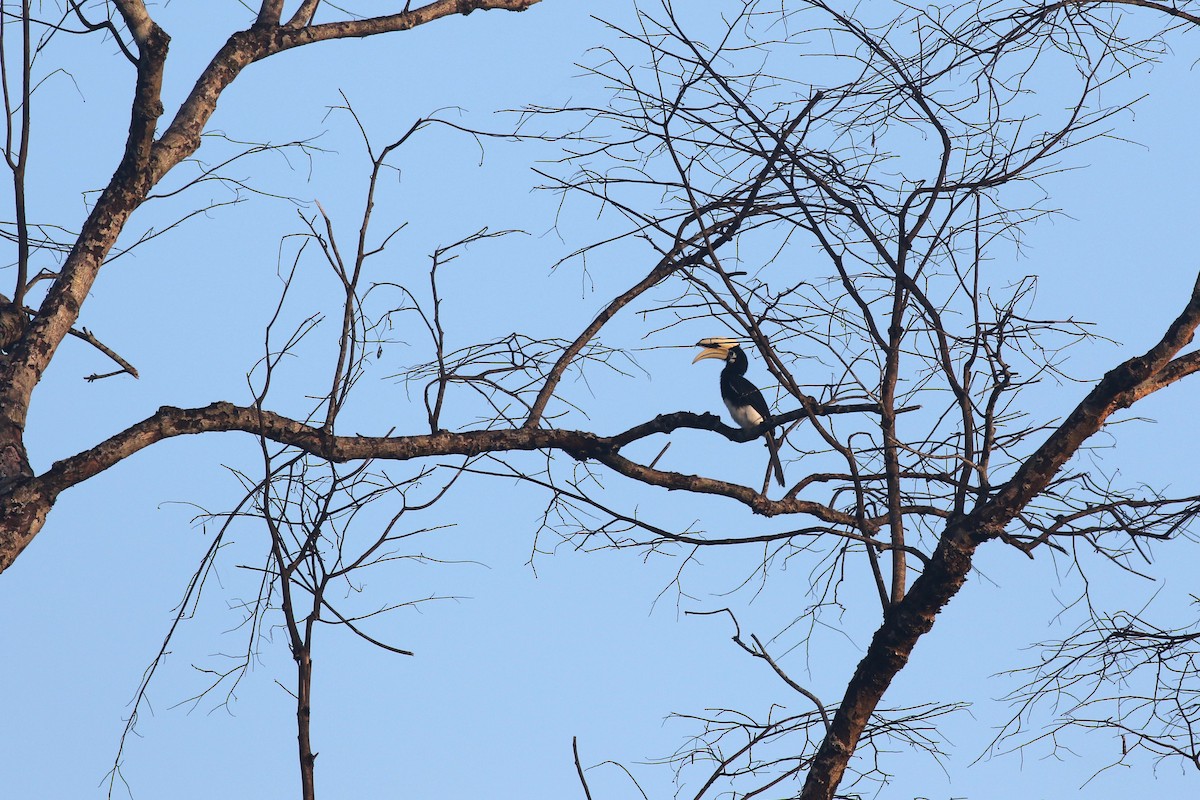 Oriental Pied-Hornbill - Yousif Attia