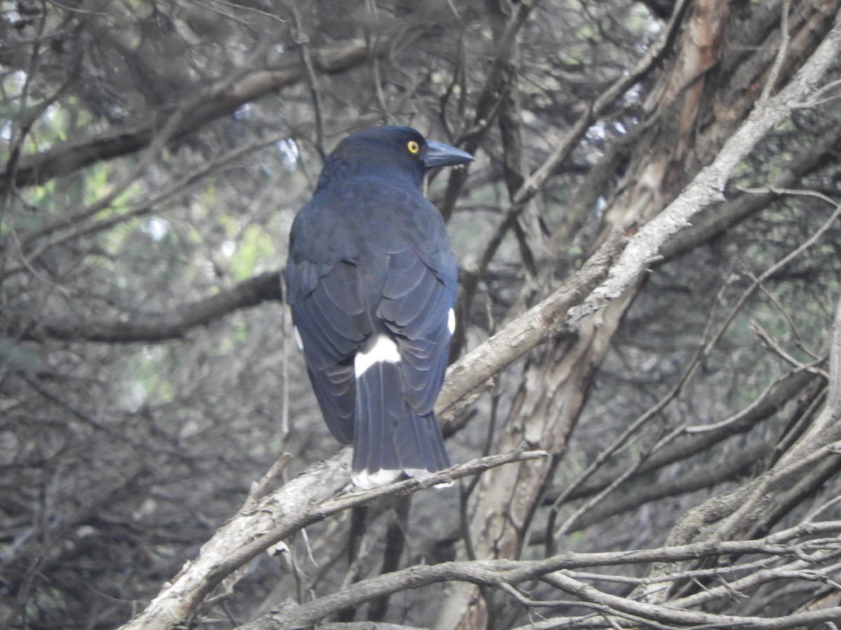 Pied Currawong - ML617293374