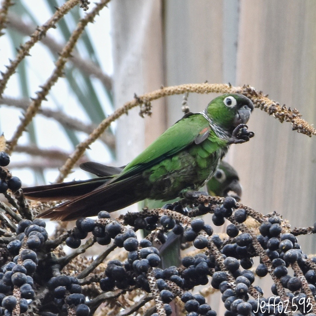 Maroon-tailed Parakeet - Jefferson  Morales