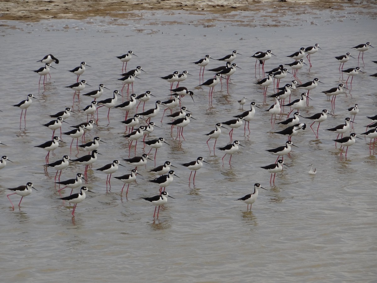 Black-necked Stilt - ML617293486