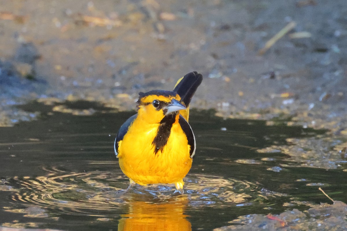 Bullock's Oriole - Gregory Luckert