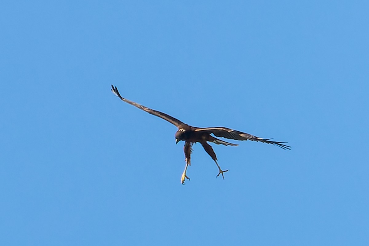 Swamp Harrier - ML617293534