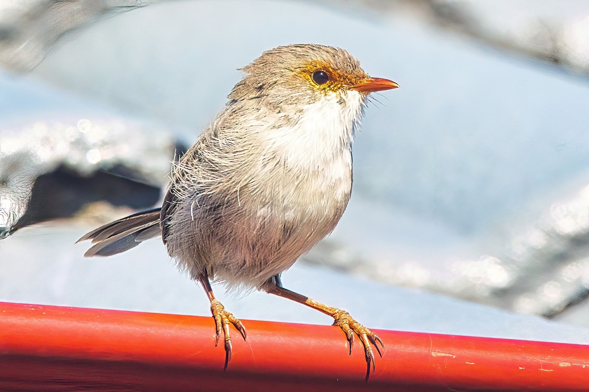 Superb Fairywren - ML617293565