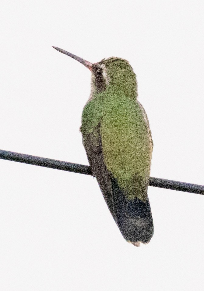 Broad-billed Hummingbird - ML617293568