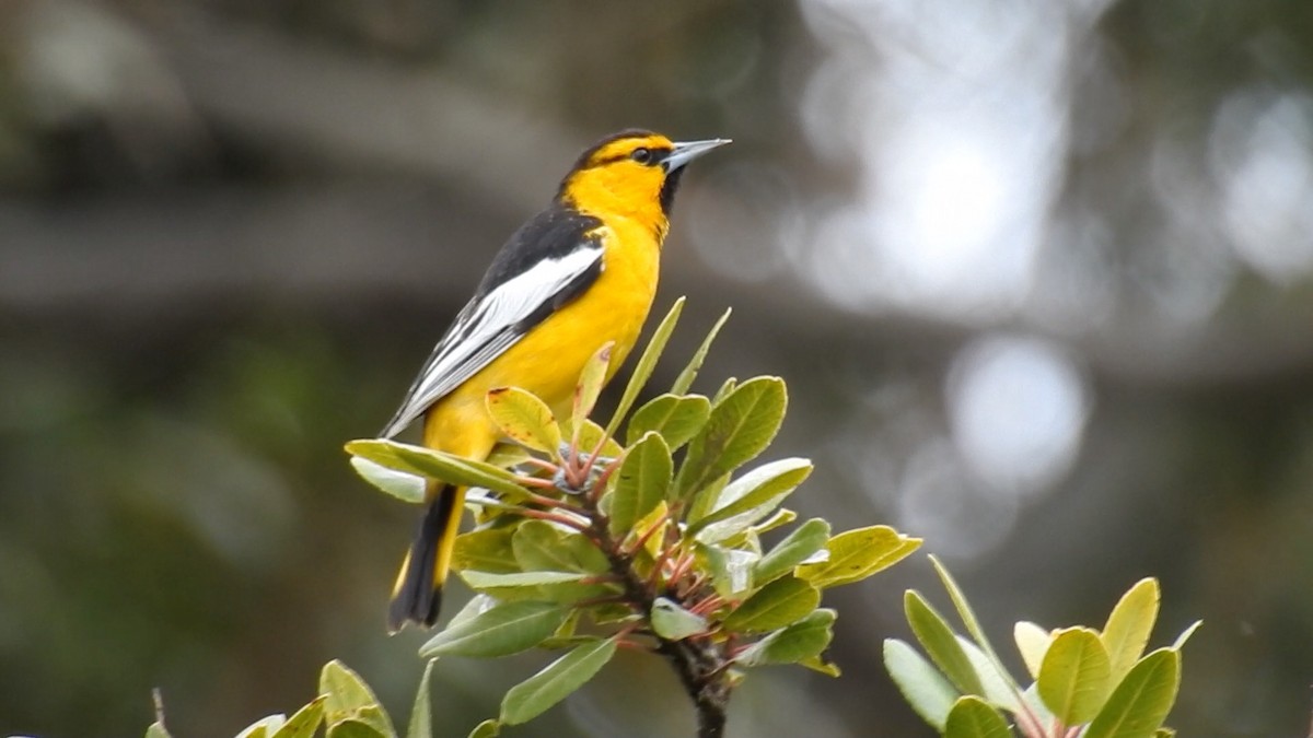 Bullock's Oriole - ML617293597