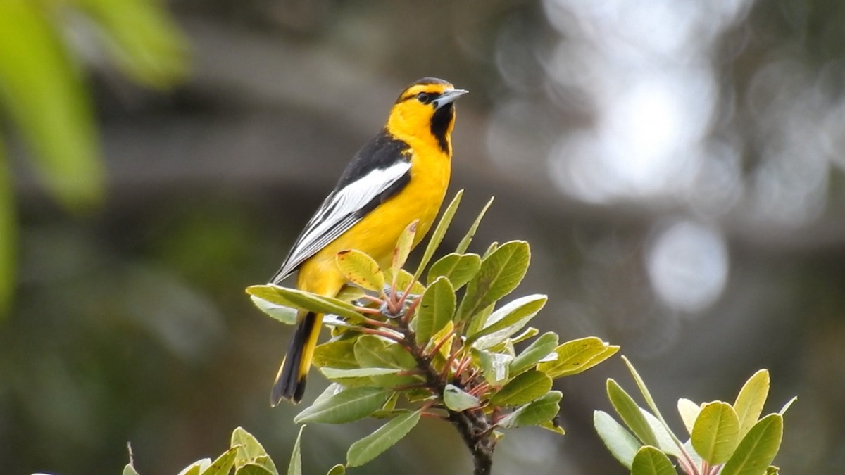 Bullock's Oriole - Anonymous