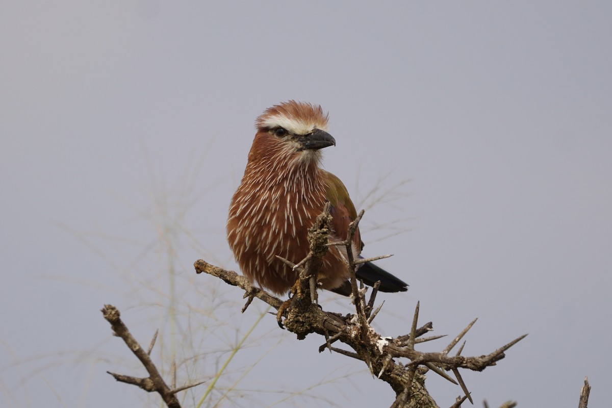 Rufous-crowned Roller - Greg Hertler