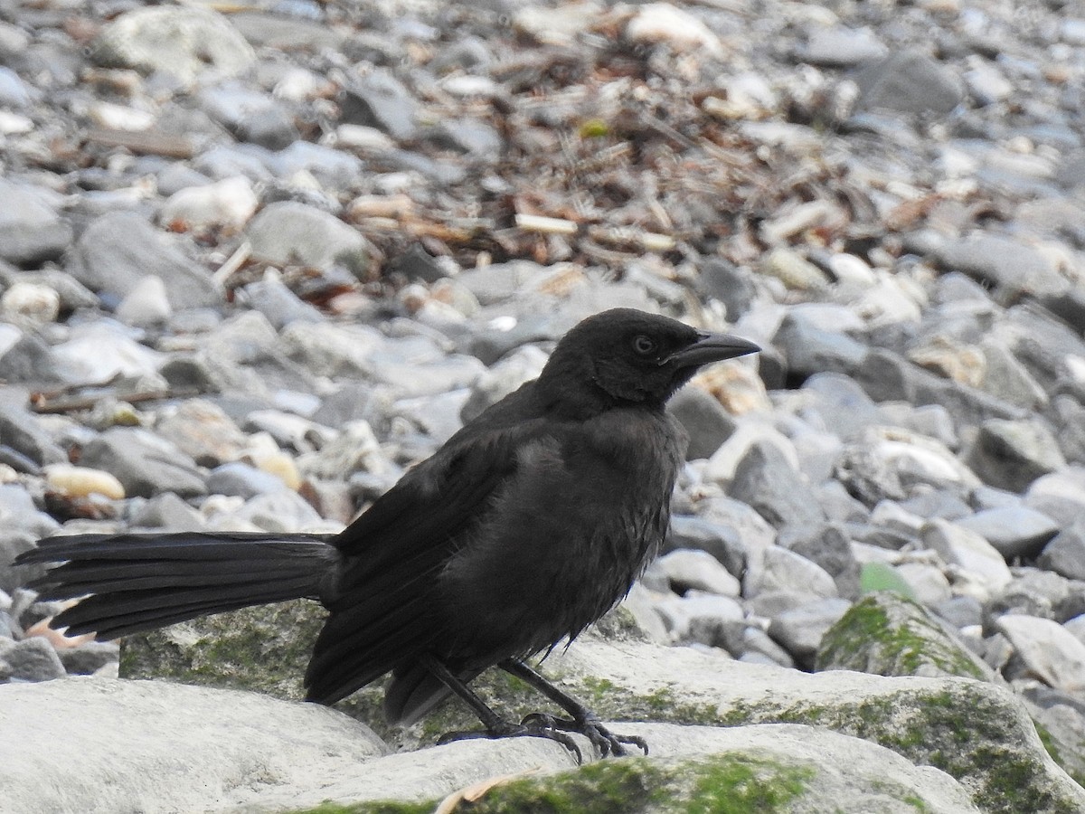 Common Grackle - ML61729361