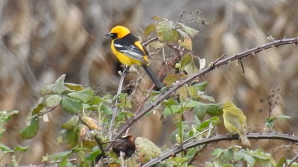 Oriole masqué - ML617293623