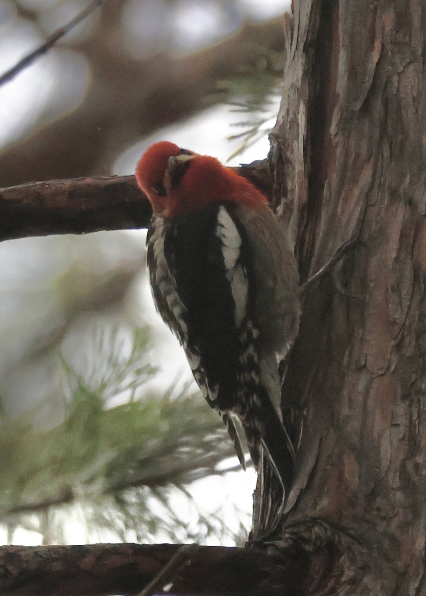 Red-breasted Sapsucker - ML617293645