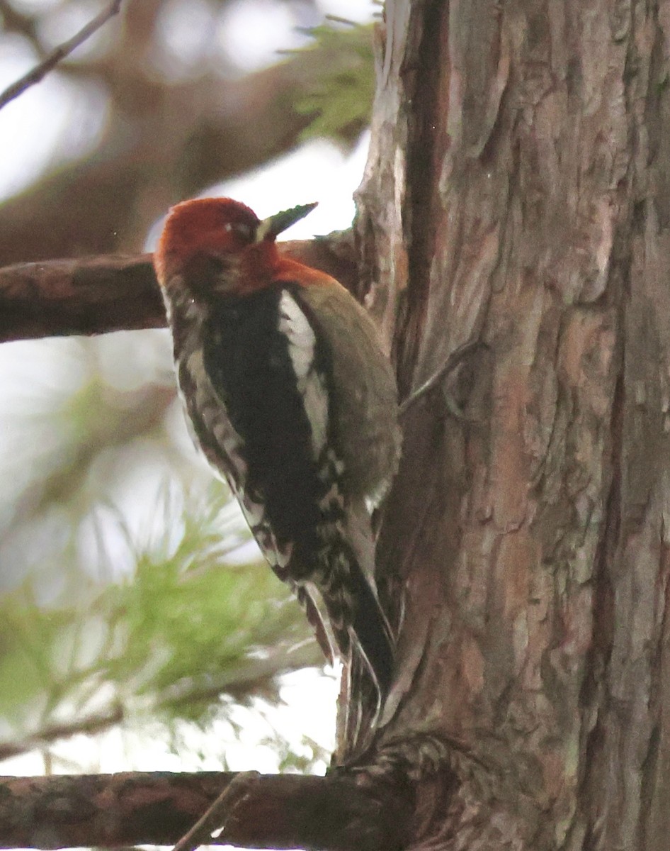 Red-breasted Sapsucker - ML617293648
